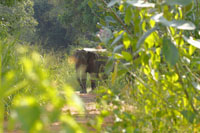 Asiatischer Elefant (Elephas maximus)