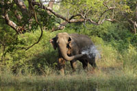 Sri-Lanka-Elefant, auch Ceylon-Elefant (Elephas maximus maximus)