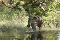 Asiatischer Elefant (Elephas maximus)