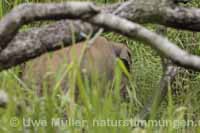 Asiatischer Elefant (Elephas maximus)