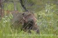 Sri-Lanka-Elefant, auch Ceylon-Elefant (Elephas maximus maximus)