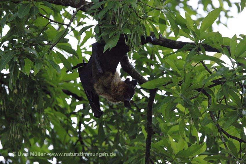 Indischer Riesenflughund, auch Fliegender Fuchs (Pteropus giganteus)