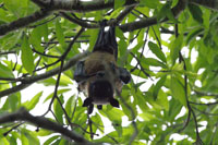 Indischer Riesenflughund, auch Fliegender Fuchs (Pteropus giganteus)