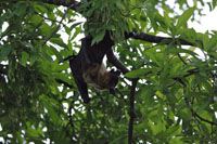 Indischer Riesenflughund, auch Fliegender Fuchs (Pteropus giganteus)