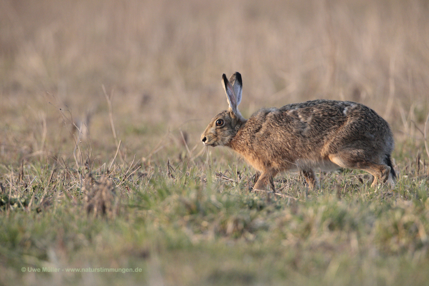 Feldhase (Lepus europaeus)