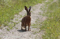 Feldhase (Lepus europaeus)