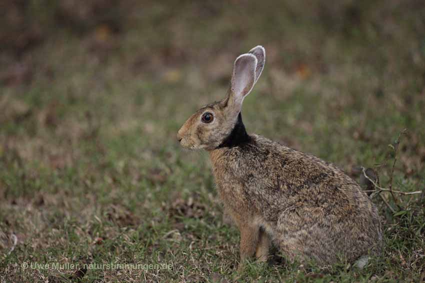 Schwarznackenhase, auch Indischer Hase (Lepus nigricollis)