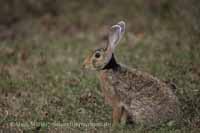 Schwarznackenhase, auch Indischer Hase (Lepus nigricollis)