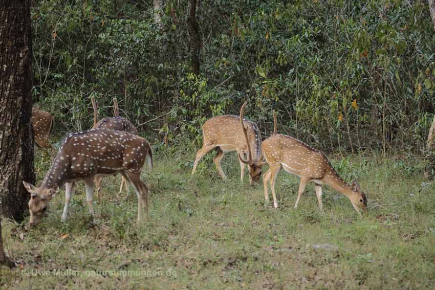 Axishirsch oder Chital (Axis axis)