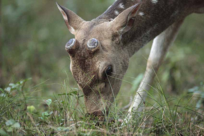 Axishirsch oder Chital (Axis axis)