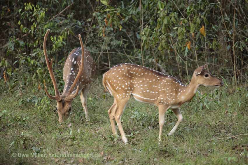 Axishirsch oder Chital (Axis axis)