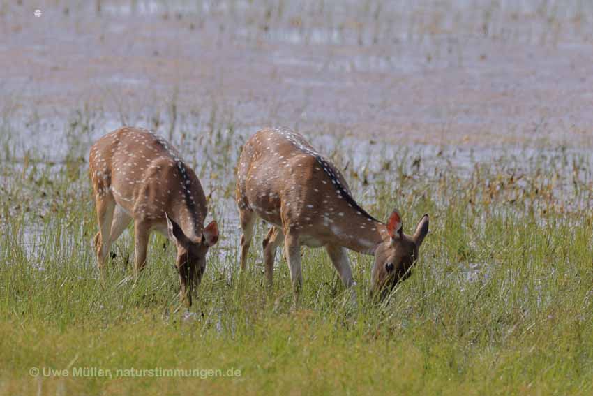 Axishirsch oder Chital (Axis axis)