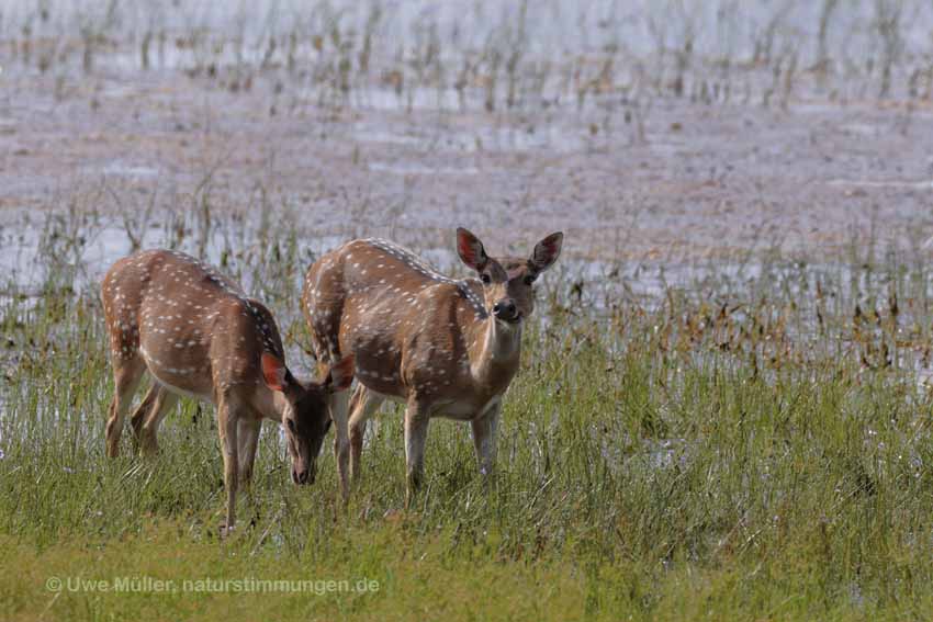 Axishirsch oder Chital (Axis axis)