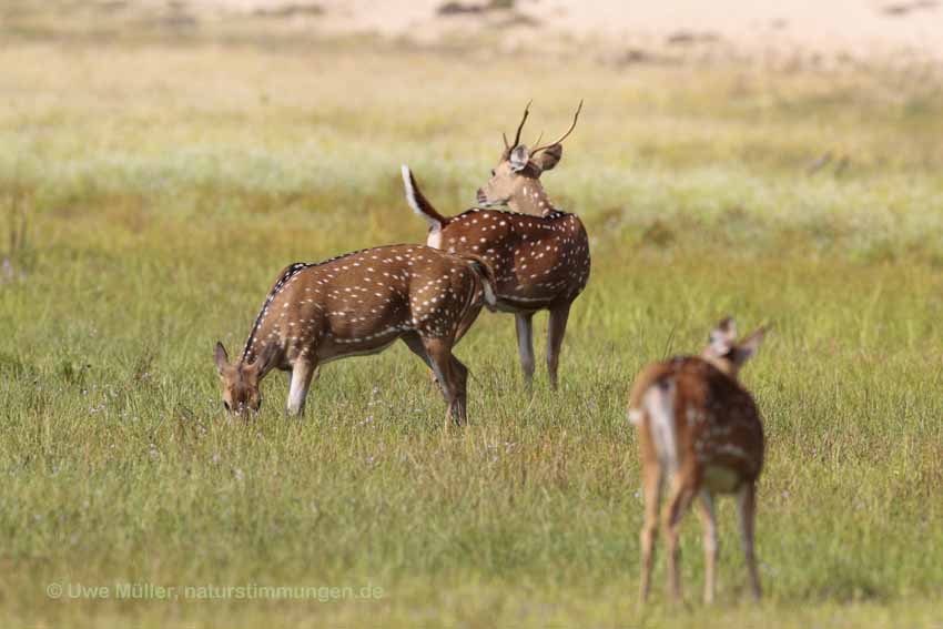 Axishirsch oder Chital (Axis axis)