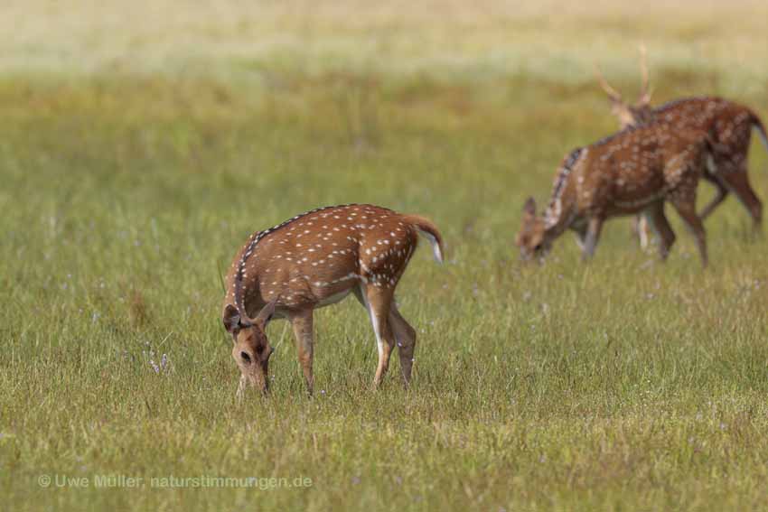 Axishirsch oder Chital (Axis axis)