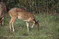 Axishirsch oder Chital (Axis axis)