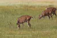 Axishirsch oder Chital (Axis axis)