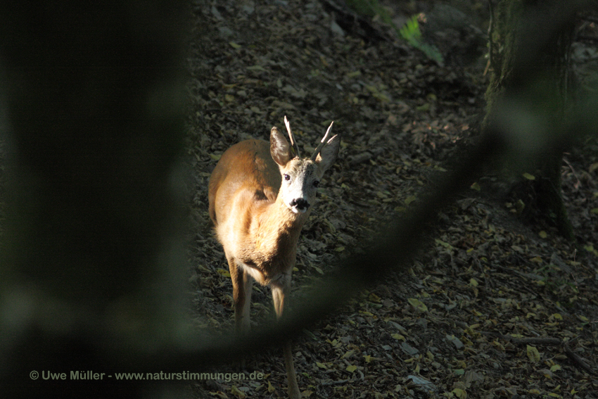 Reh (Capreolus capreolus)