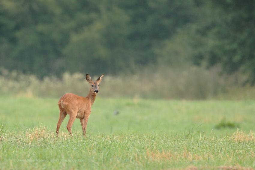 Reh (Capreolus capreolus)