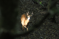 Reh (Capreolus capreolus)