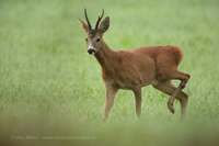 Reh (Capreolus capreolus)