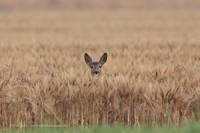 Reh (Capreolus capreolus)