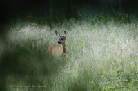 Reh (Capreolus capreolus)