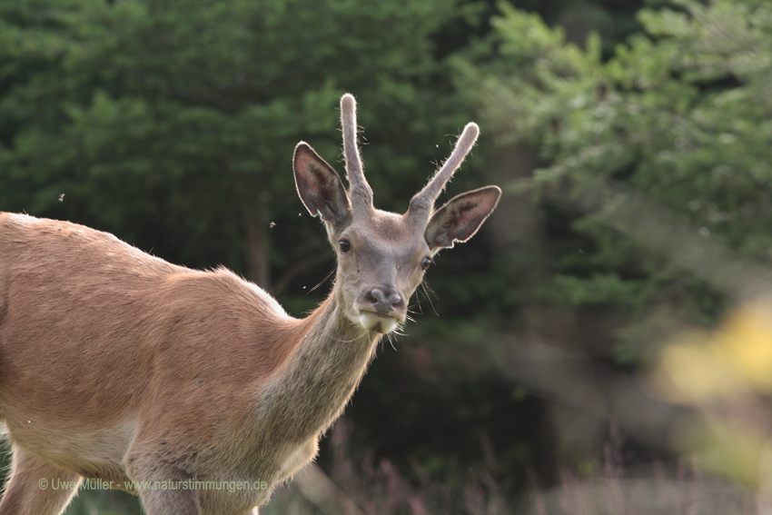 Rothirsch (Cervus elaphus)