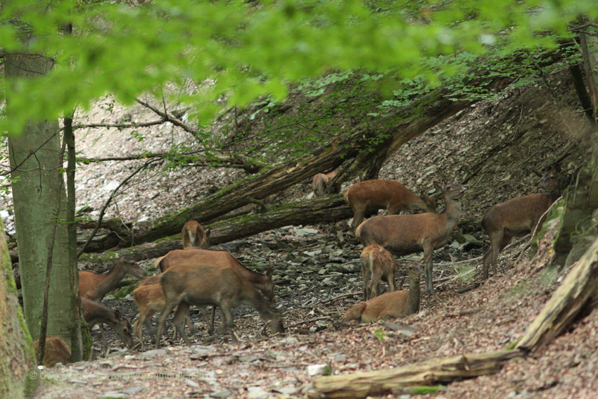 Rothirsch (Cervus elaphus)