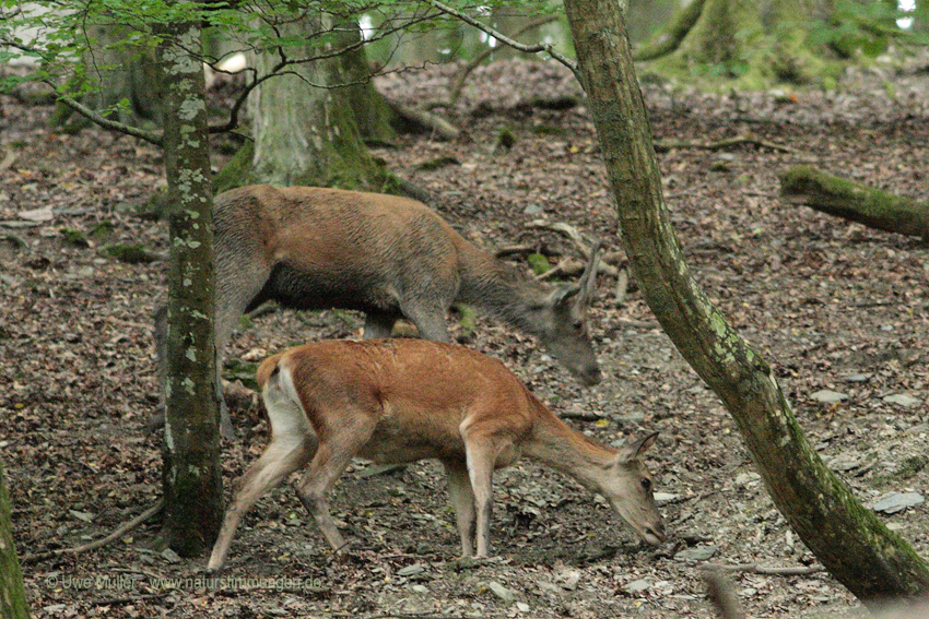 Rothirsch (Cervus elaphus)