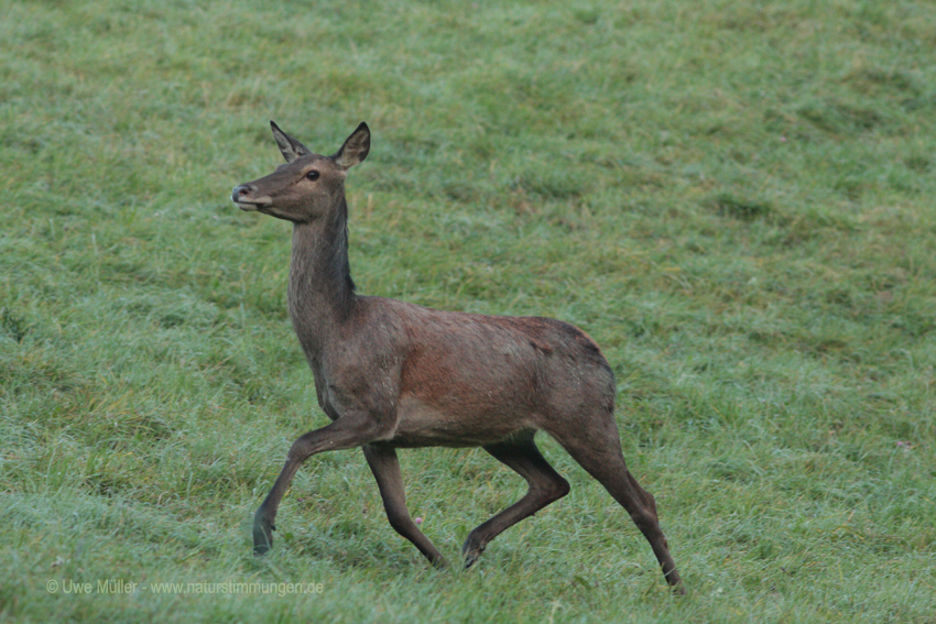 Rothirsch (Cervus elaphus)