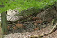 Rothirsch (Cervus elaphus)