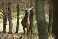 Rothirsch (Cervus elaphus)