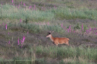 Rothirsch (Cervus elaphus)