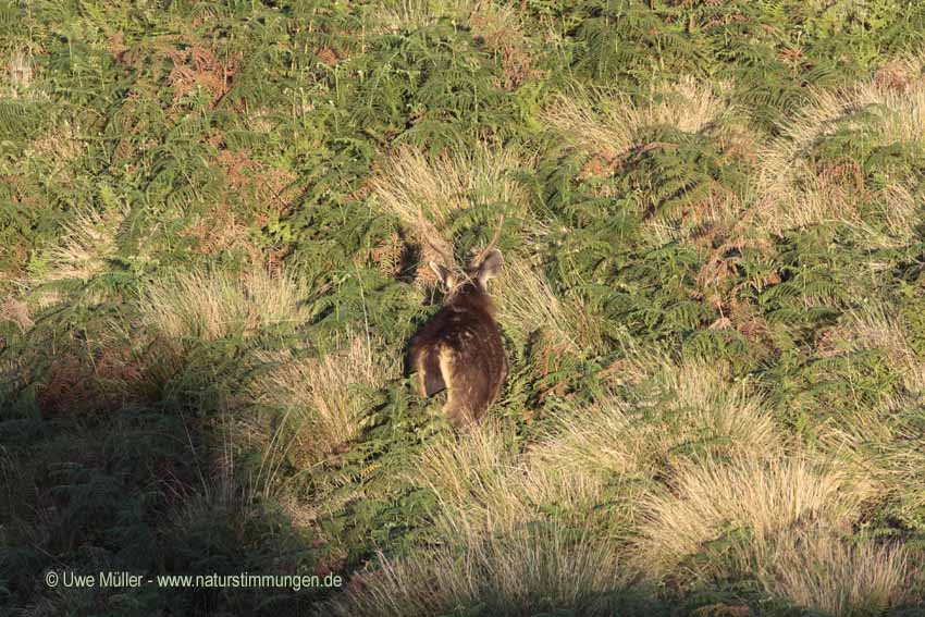 Sambar, auch Pferdehirsch (Cervus unicolor)