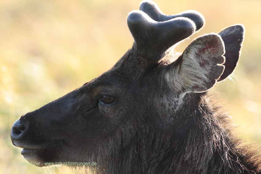 Sambar, auch Pferdehirsch (Cervus unicolor)