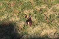 Sambar, auch Pferdehirsch (Cervus unicolor)