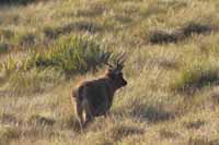 Sambar, auch Pferdehirsch (Cervus unicolor)