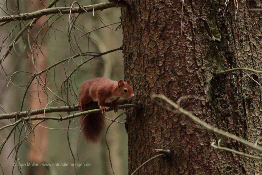 Eurasische Eichhörnchen (Sciurus vulgaris)