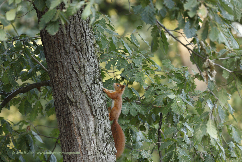 Eurasische Eichhörnchen (Sciurus vulgaris)