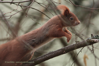 Eurasisches Eichhörnchen (Sciurus vulgaris)