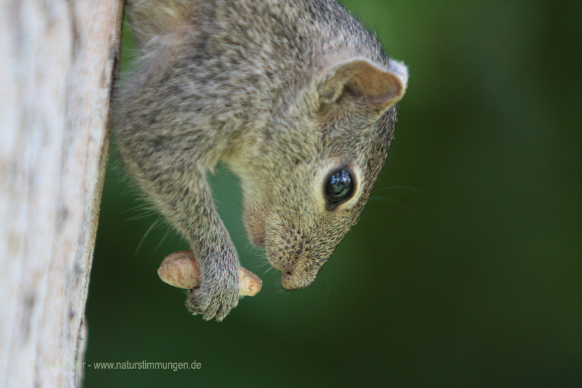 Indisches Palmenhörnchen (Funambulus palmarum)