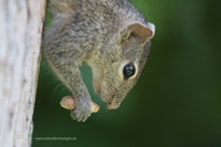 Indisches Palmenhörnchen (Funambulus palmarum)