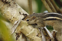 Indisches Palmenhörnchen (Funambulus palmarum)