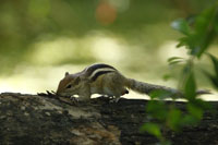 Indisches Palmenhörnchen (Funambulus palmarum)