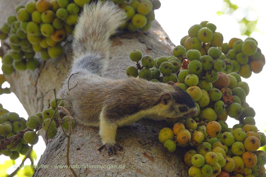 Sri Lanka Riesenhörnchen (Ratufa macroura)