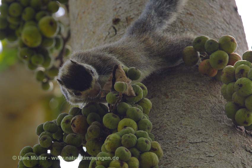 Sri Lanka Riesenhörnchen (Ratufa macroura)