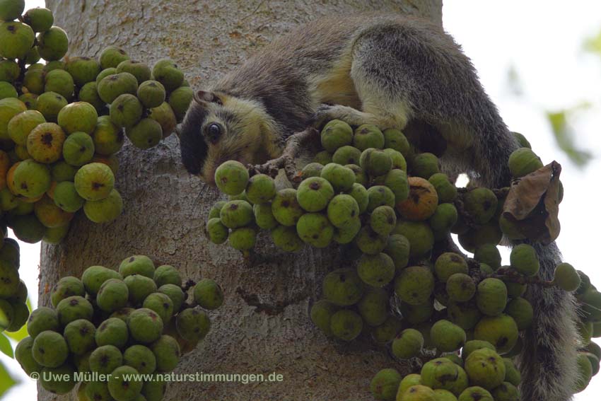 Sri Lanka Riesenhörnchen (Ratufa macroura)