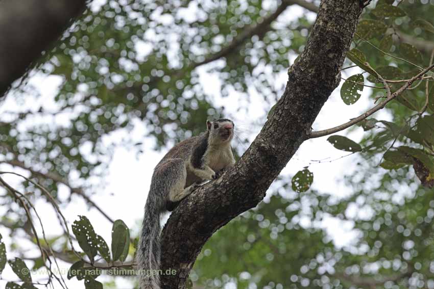 Sri Lanka Riesenhörnchen (Ratufa macroura)