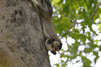 Sri Lanka Riesenhörnchen (Ratufa macroura)